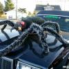 That's "ITSY" our 6'-0" diameter SPIDER.  Well received by parade goers everywhere!